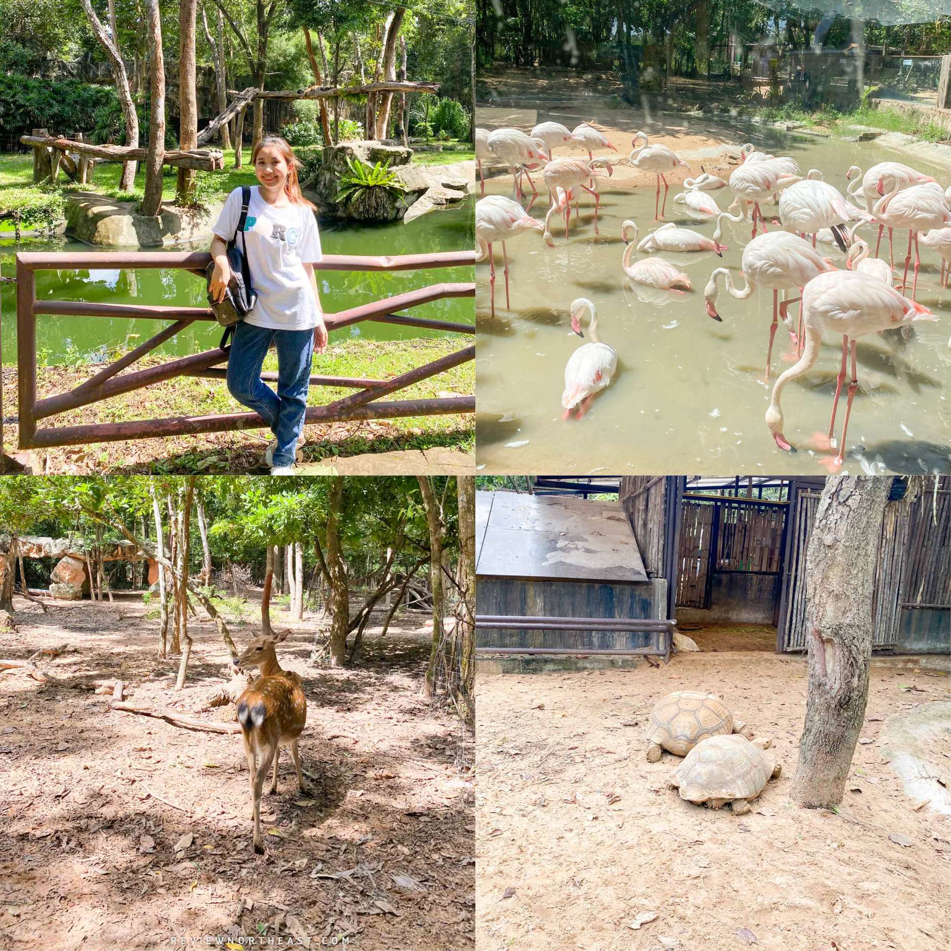 สวนสัตว์อุบลราชธานี เป็นสวนสัตว์ที่อยู่คู่กับจังหวัดอุบลมานานมาก-ได้บรรยากาศของการไปสวนสัตว์สมัยเด็กเลยค่ะ-แต่ที่ประทับใจไปกว่านั้นก็คือแม้ที่นี่จะเป็นพี่ใหญ่ในวงการสวนสัตว์ของจังหวัดอุบล-แต่ที่นี่ก็ยังเป็นพื้นที่สีเขียวที่ดีเลยล่ะค่ะ-สัตว์ต่างๆเขาก็จะได้อยู่ในพื้นที่ที่ค่อนข้างกว้าง-มีต้นไม้-มีพื้นที่ให้เดินเล่นหรือปีนป่ายเต็มที่-ไม่ได้อยู่แค่ในกรงแคบๆ-พอสัตว์แต่ละชนิดมีพื้นที่ที่กว้าง-นั่นทำให้สวนสัตว์ที่นี่กว้างหลายไร่เลยล่ะค่ะ-ได้มุมถ่ายรูปคูลๆเยอะแยะเลย 