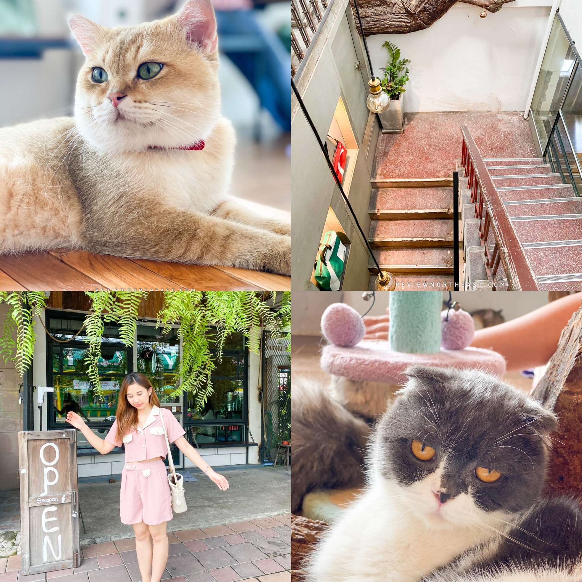 Snoop-Cat-Cafe-คาเฟ่แมว อุบลราชธานี-ลูกค้าสามารถขึ้นไปเรียนชั้นสองของร้านได้-ซึ่งจะพบกับเจ้าเหมียว-น่ารักมากกก 