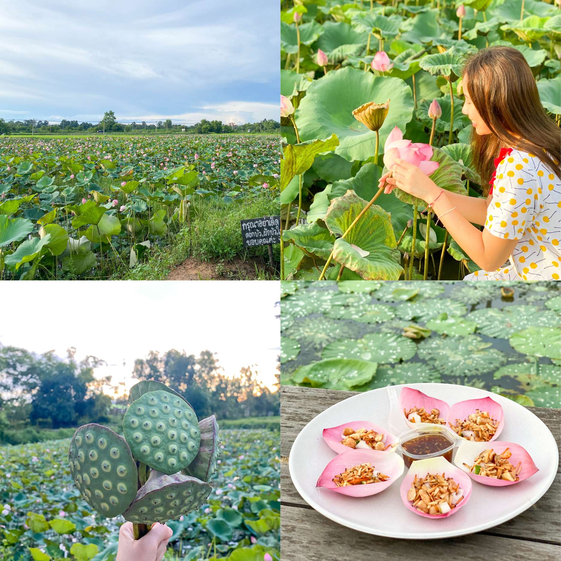 บัวนา-คาเฟ่ เป็นคาเฟ่ที่จะมีสะพานทอดยาวลงไปในทุ่งดอกบัวเลย-เรียกได้ว่าได้ฟีลธรรมชาติสุดๆ-ทางร้านจะแบ่งเป็น-2-โซนนะคะ-ก็คือโซนศาลาที่ไว้นั่งรับประทานอาหารและโซนทุ่งดอกบัว-ความพิเศษคือเราสามารถมองเห็นทุ่งดอกบัวได้จากทั้ง-2-โซนเลยค่ะ 